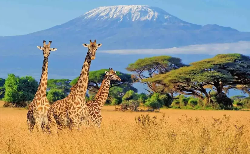 Fly Smart, Save Big: Cheap Flights to Africa Available through Loyal Travel Agency